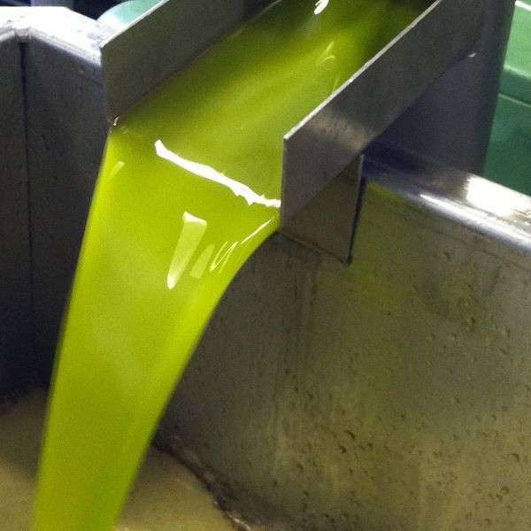 Olio Nuovo in Production Pouring from The Olive Tap: A light green liquid being poured through a metal rectangular spout.