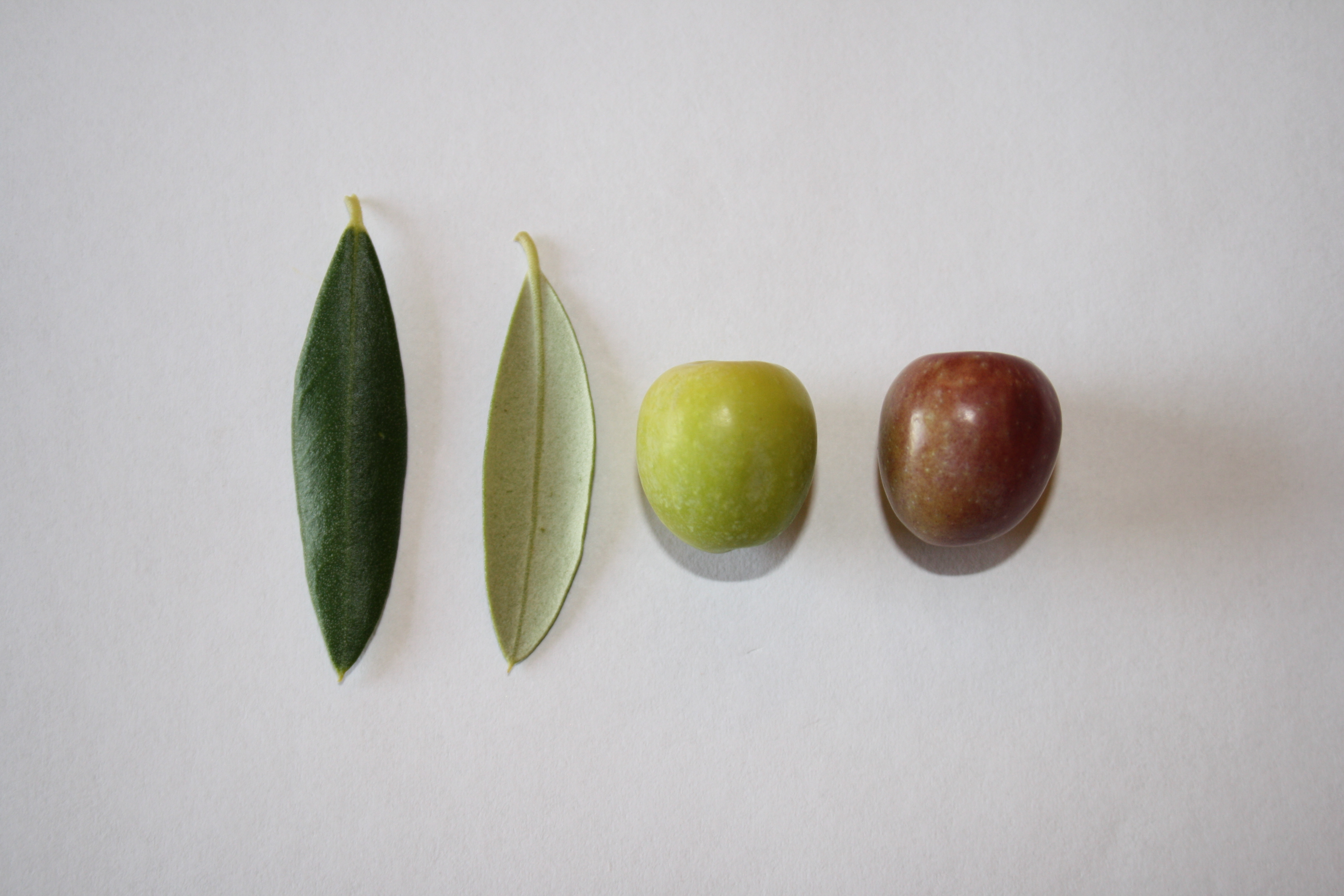 Arbequina 100% Extra Virgin Olive Oil